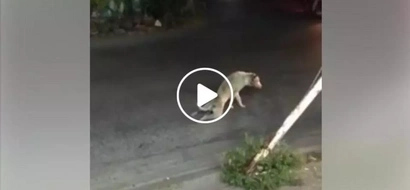 Suffering dog drags his legs while walking but later shocked motorists when they came to the rescue