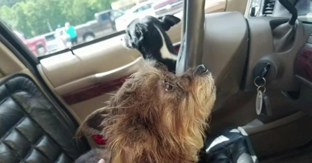 Dogs go for a drive and crash at Walmart Dogs go for a drive and crash at Walmart