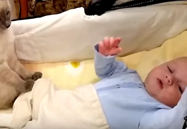 This baby's reaction to his cat is adorable! Watch this amazing video! This baby's reaction to his cat is adorable! Watch this amazing video!