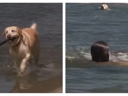Blind Labrador Retriever rescues two drowning teenagers!