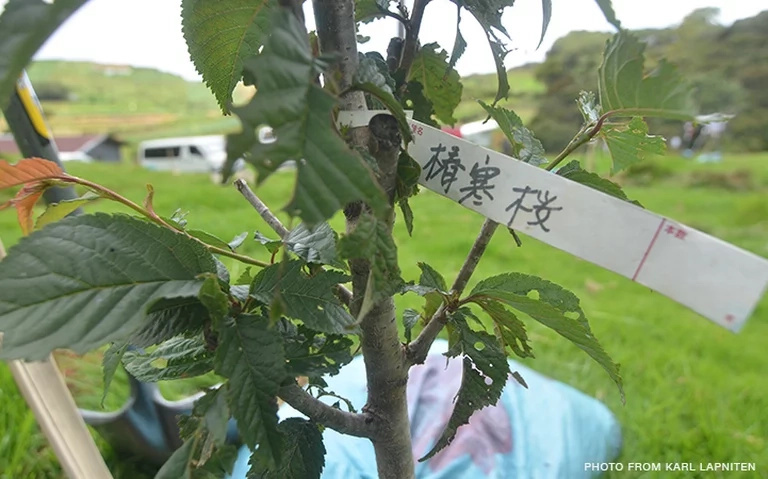 Cherry blossoms soon to bloom in Benguet Cherry blossoms soon to bloom in Benguet