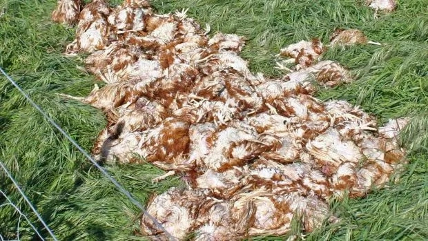 Naivasha residents wake to tens of dead chicken
