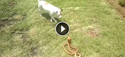 WATCH: Pet owner makes his small dog fight a deadly cobra; their brutal fight will shock you!