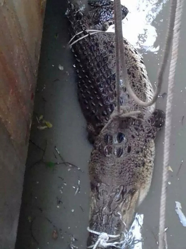 Fourteen fire crew officers rescued a 20 ft long crocodile during a 10-hour operation. But as it went out, all rescuers' efforts were in vain Fourteen fire crew officers rescued a 20 ft long crocodile during a 10-hour operation. But as it went out, all rescuers' efforts were in vain