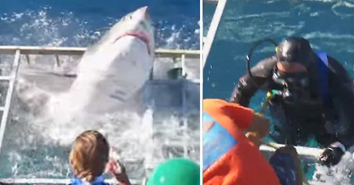 Diver Is Trapped Inside A Cage With WHITE SHARK (Attention: Graphic Video) Diver Is Trapped Inside A Cage With WHITE SHARK (Attention: Graphic Video)