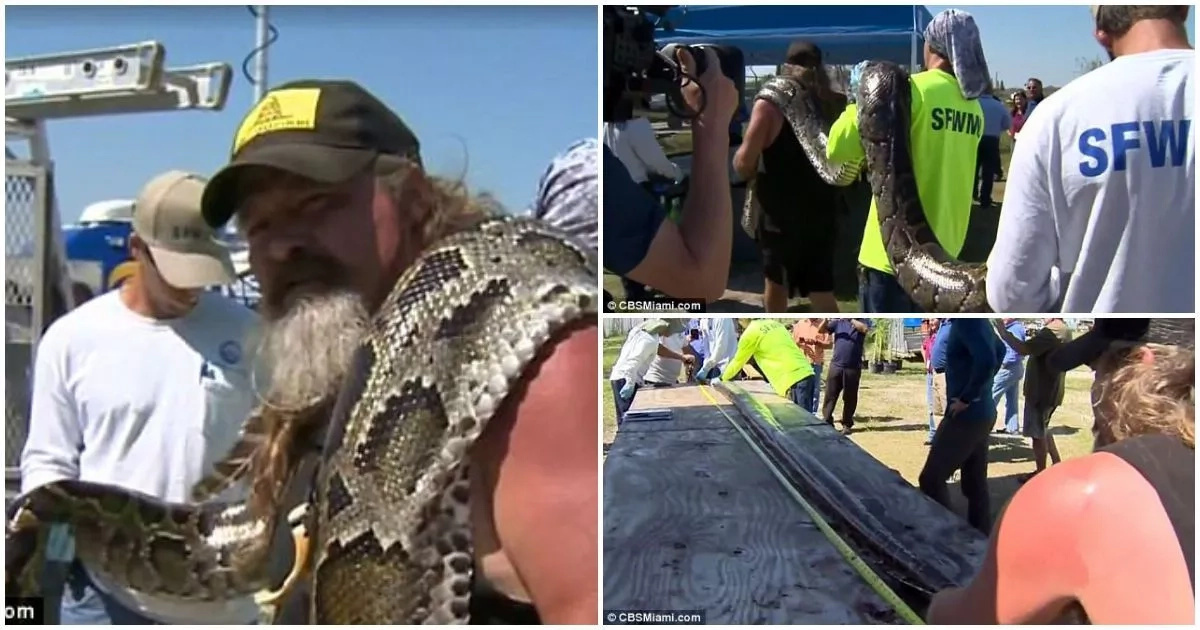 This hunter captures huge 5.1-meter python carrying 78 eggs with his bare hands (photos, video)