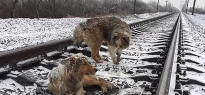 Loyal Dog Stayed With His Injured Girlfriend On Railway Tracks As Trains Rolled Above Them
