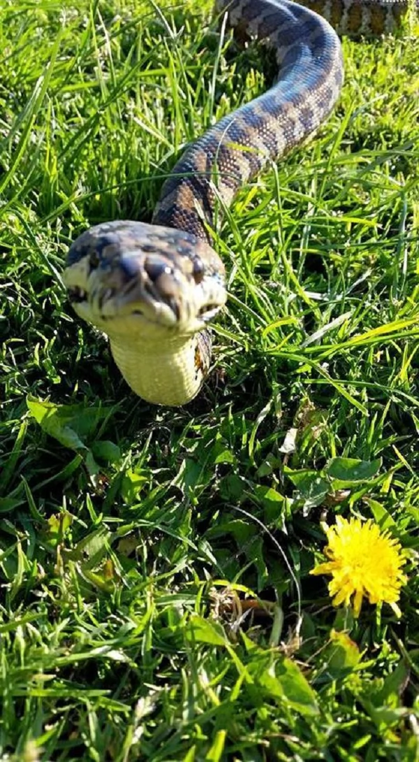 Homeowners spotted a 5-ft. snake in their garage. When they came back for it, they were surprised to see it camouflaged so well... Homeowners spotted a 5-ft. snake in their garage. When they came back for it, they were surprised to see it camouflaged so well...
