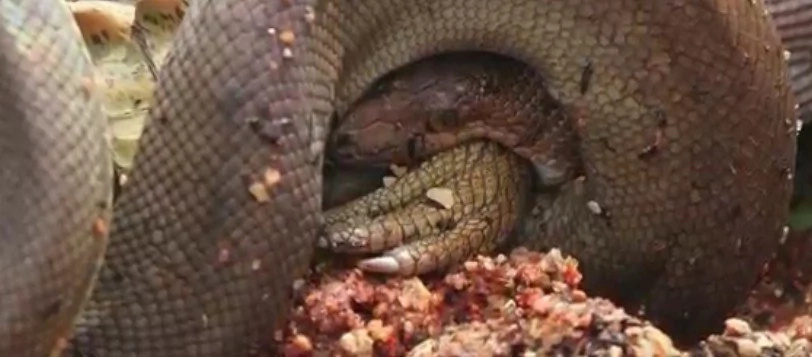 Snake EATS Crocodile LIVE After 5-Hour Battle Snake EATS Crocodile LIVE After 5-Hour Battle