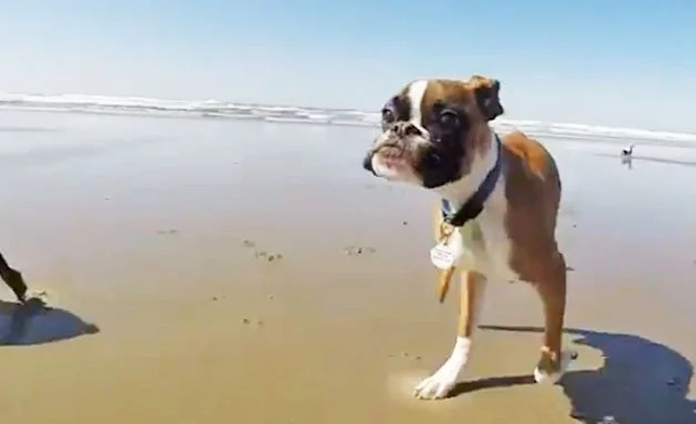 Two legged dog’s seeing sea first time Two legged dog’s seeing sea first time