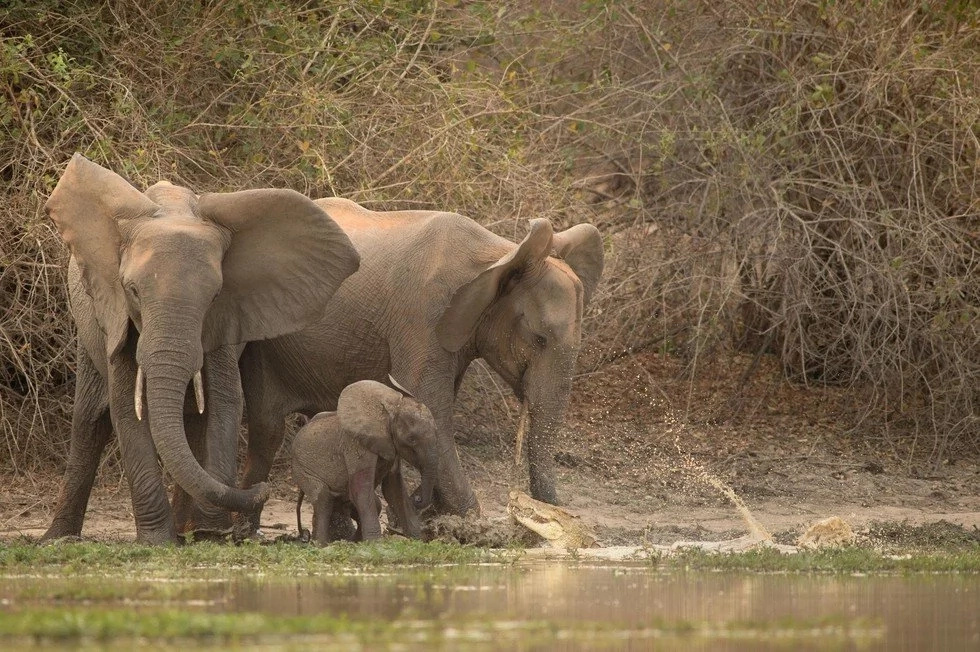 Baby elephant almost killed by a huge croc Baby elephant almost killed by a huge croc