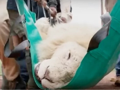 Rare white lion struggles to survive without vital teeth. Then rescuers give him a second chance (Video)