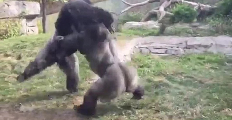 Watch: Two Male Gorillas Get Into An Incredible Fist Fight Watch: Two Male Gorillas Get Into An Incredible Fist Fight