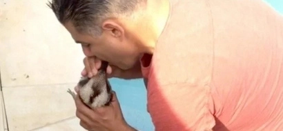 Australian Man Revives A Kookaburra The Drowned In His Pool