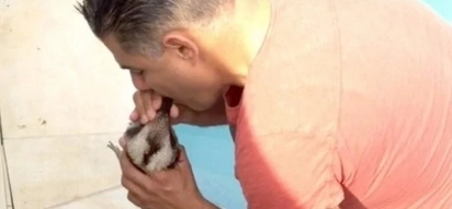 Australian Man Revives A Kookaburra The Drowned In His Pool