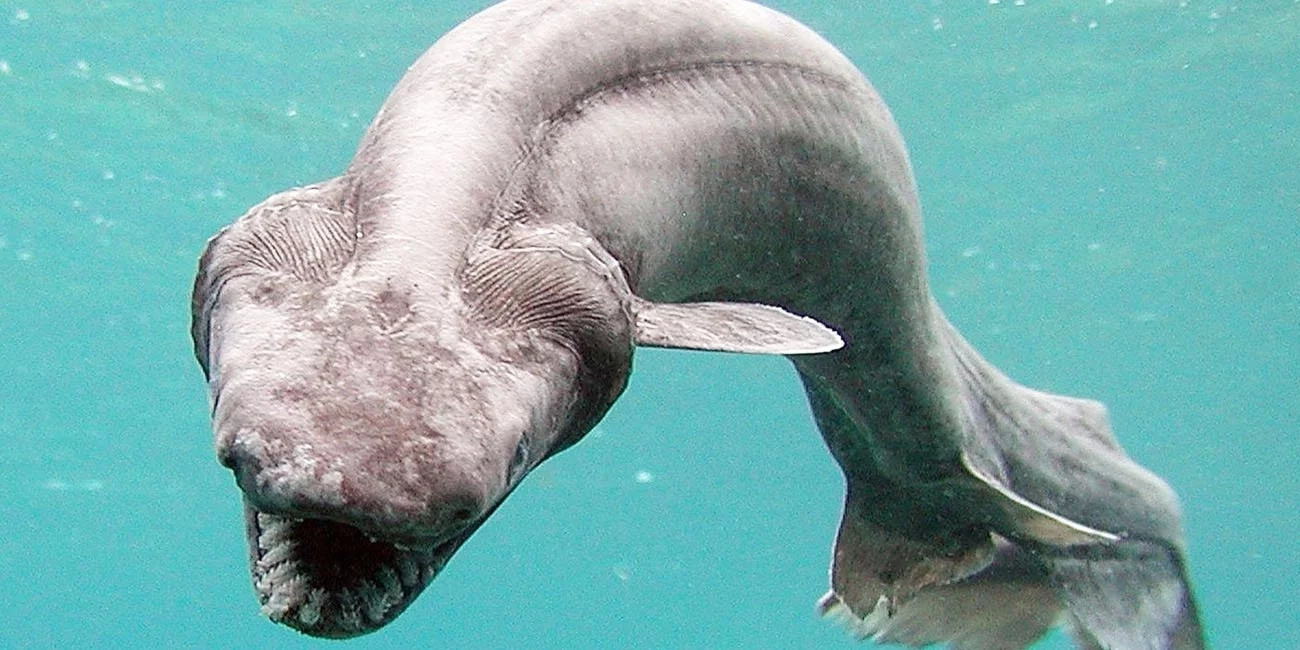 8 unbelievable sea monsters which live in deep-waters 8 unbelievable sea monsters which live in deep-waters