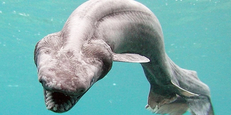 8 unbelievable sea monsters which live in deep-waters 8 unbelievable sea monsters which live in deep-waters