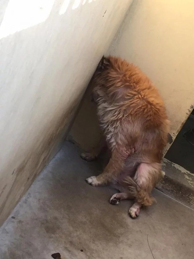 Source: Ur Dogs Source: Ur Dogs