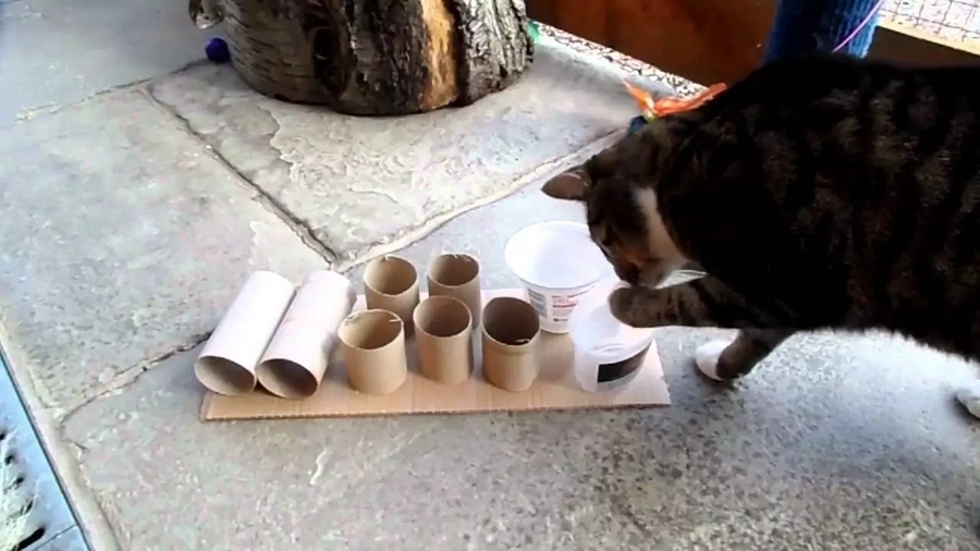Food puzzles can save you and your cat a lot of trouble Food puzzles can save you and your cat a lot of trouble