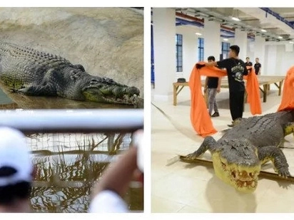 Tunay na yaman ng bansa! National Museum of Natural History welcomes Lolong, the largest crocodile in captivity