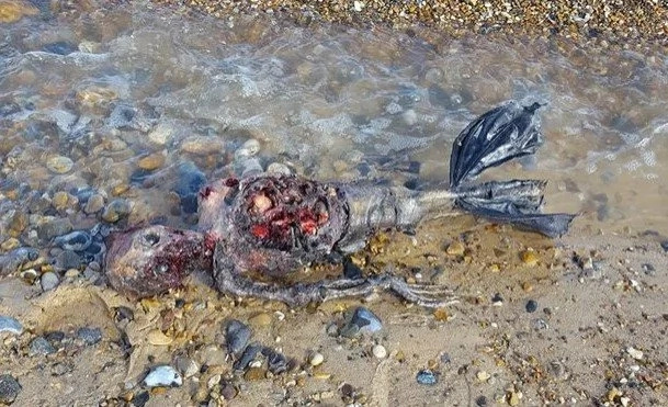 Mysterious body of a dead mermaid washed up on a beach Mysterious body of a dead mermaid washed up on a beach