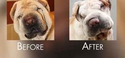 LOOK! Dogs in South Korea undergo plastic surgery