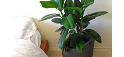 3 house plants that can purify the air at home