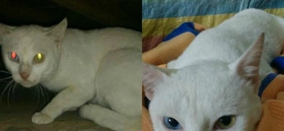 Enraged netizens slam Facebook user who threatened to throw away cat due to lack of 'breed'