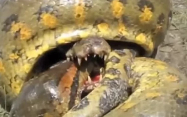 Deadly Titan Fight: Anaconda & Pythons vs Crocodiles & Alligators Deadly Titan Fight: Anaconda & Pythons vs Crocodiles & Alligators