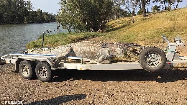 Queensland Police Hunt Down Crocodile Assassin Queensland Police Hunt Down Crocodile Assassin