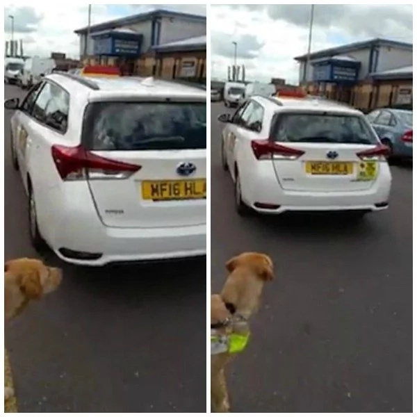 Muslim taxi driver, 43, refuses to give a lift to blind man because his DOG is against Islam (photos, video)