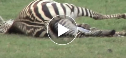 WATCH: Heartwarming video of zebra being born