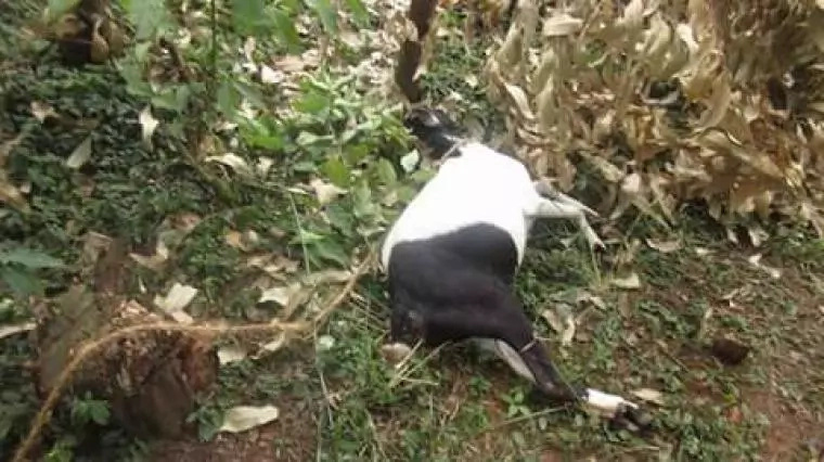 Man escapes lynching after raping a goat to death in Nyamira