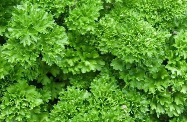 PARSLEY is the trick to make skin look younger - try this recipe and see the difference PARSLEY is the trick to make skin look younger - try this recipe and see the difference