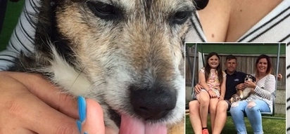WATCH Family reunited with missing pet after nine years