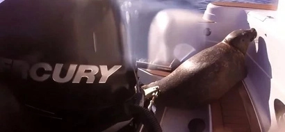 Watch this clever seal escape a group of killer whales by jumping onto a boat