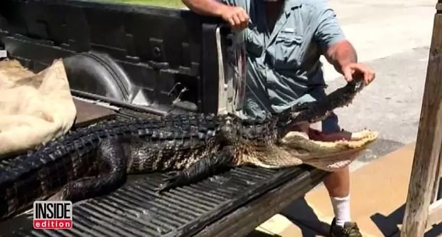 Girl, 10, forced 2.7-meter alligator to release her leg by sticking her fingers up its nostrils Girl, 10, forced 2.7-meter alligator to release her leg by sticking her fingers up its nostrils