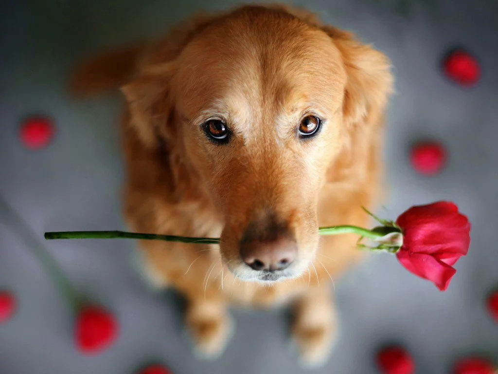 dog-cute dog-cute