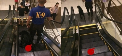 Netizens are furious on this Facebook user who shared photos of K9 pooping on mall's escalator