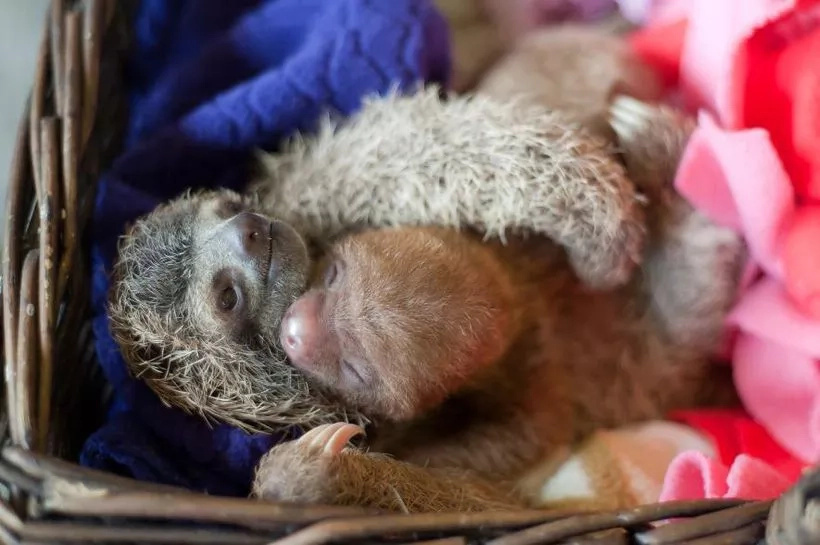 Welcome to the Cutest World — a Place With Lots of Small SLOTHS (Photos) Welcome to the Cutest World — a Place With Lots of Small SLOTHS (Photos)