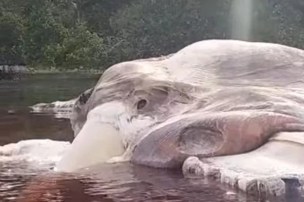 Shocking! Dead 50-foot Carcass Found In Jakarta! Is It A Giant Squid Or A Whale? Shocking! Dead 50-foot Carcass Found In Jakarta! Is It A Giant Squid Or A Whale?