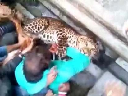 Horrifying Footage Of Wild Leopard Brutally Attacking People In India