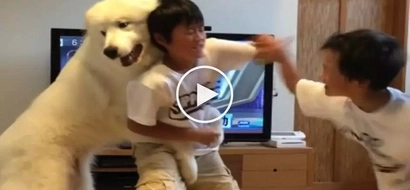Affectionate pet dog attempts to stop fist fight between angry brothers