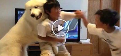 Affectionate pet dog attempts to stop fist fight between angry brothers
