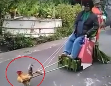 Rooster pulls loaded cart, video went viral Rooster pulls loaded cart, video went viral