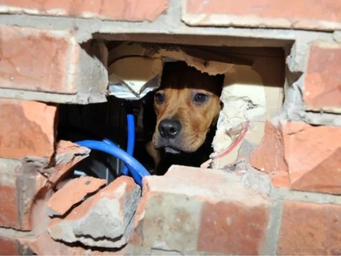 Firefighters Rescuing Puppy With Head Stuck In Wall Will Make Your Day Firefighters Rescuing Puppy With Head Stuck In Wall Will Make Your Day