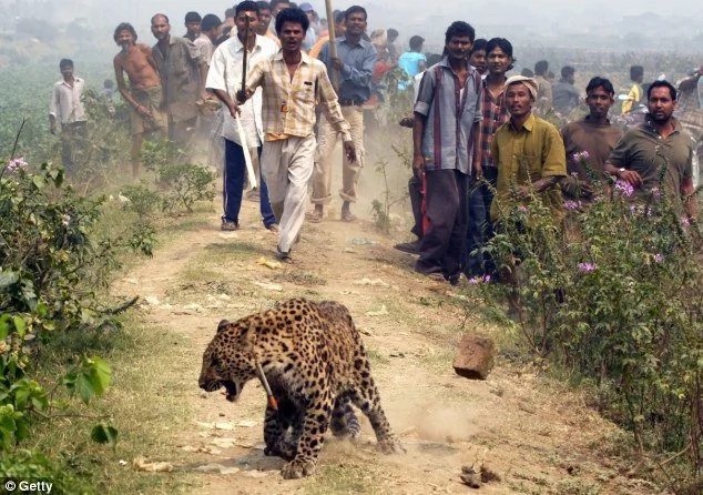 Indian girl slept beside her parents, dragged by leopard Indian girl slept beside her parents, dragged by leopard