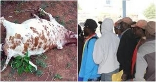 Over 120 people rushed to hospital after feasting on dead cow's meat in Nakuru