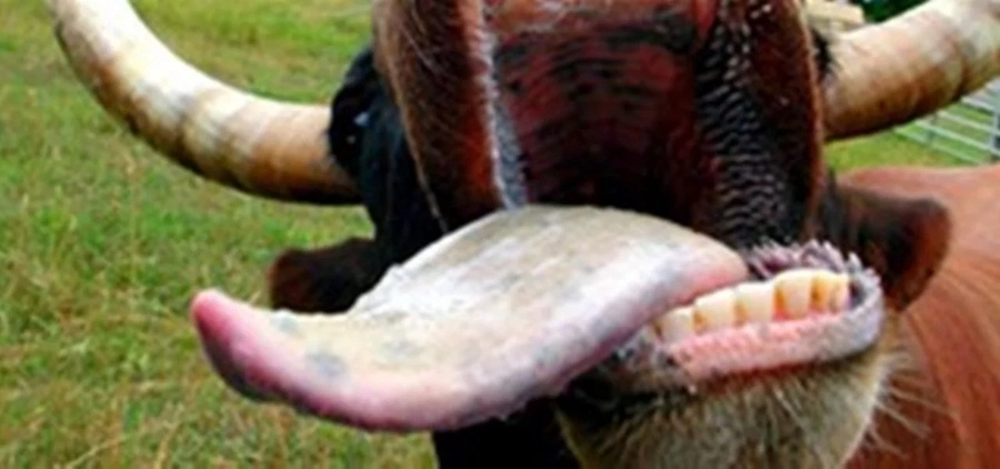 Florida Guy Tries To Steal Cow Tongue By Stuffing It Down His Pants Florida Guy Tries To Steal Cow Tongue By Stuffing It Down His Pants