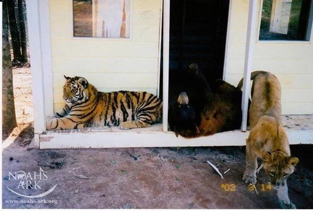 Watch how a lion, tiger and bear became inseparable friends. The most alluring thing you’ve seen in a while Watch how a lion, tiger and bear became inseparable friends. The most alluring thing you’ve seen in a while